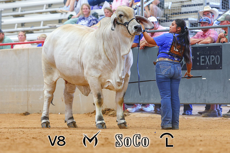 Featured image for “From Our Pasture to Their Success: Congratulations to BRC Junior Exhibitors at the 2026 AJBA All American”