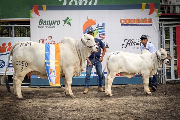 2026-Grand Champion Female -Agostina International Livestock Managua, Nicaragua