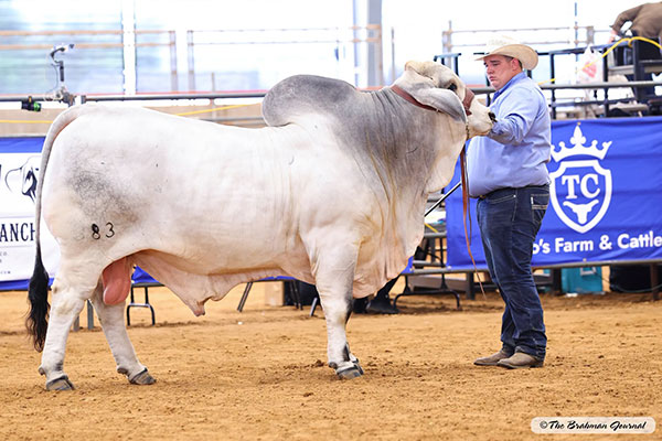 2026 Reserve Aged Senior Champion Bull BRC Wells Fargo Wagon 383