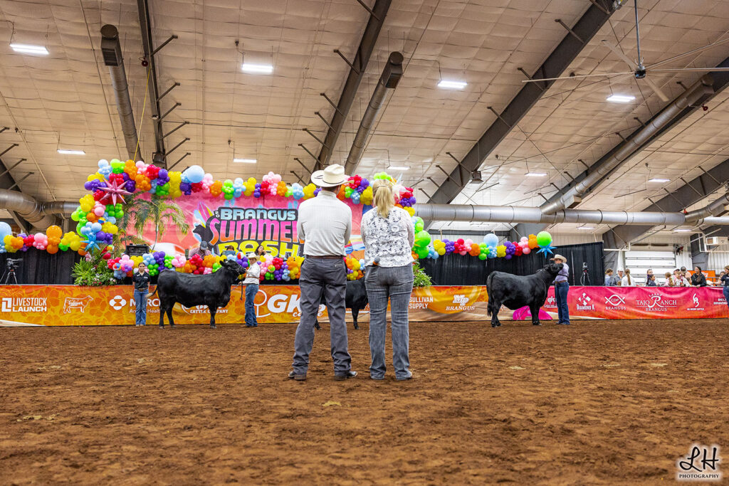 Rachel Cutrer judging 2026 National Junior Brangus Showmanship Contest