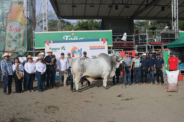 2026-Reserve Grand Champion Bull -Agostina International Livestock Managua, Nicaragua