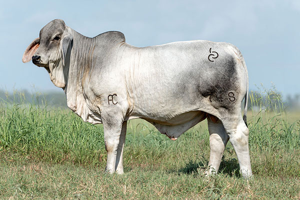 BRC 748