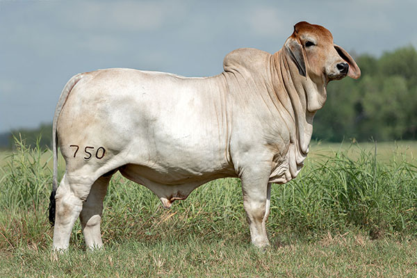 BRC 750