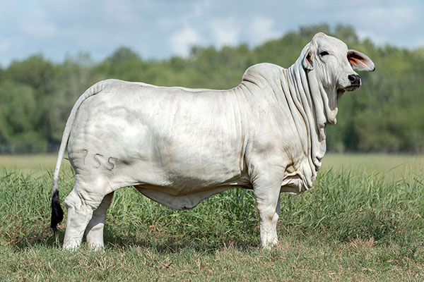 BRC 755