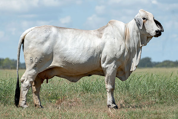 BRC 805