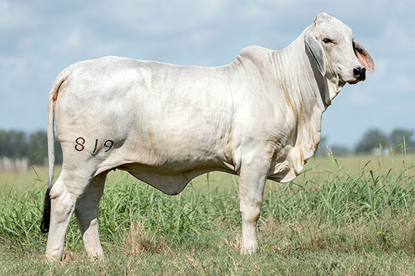 BRC 819