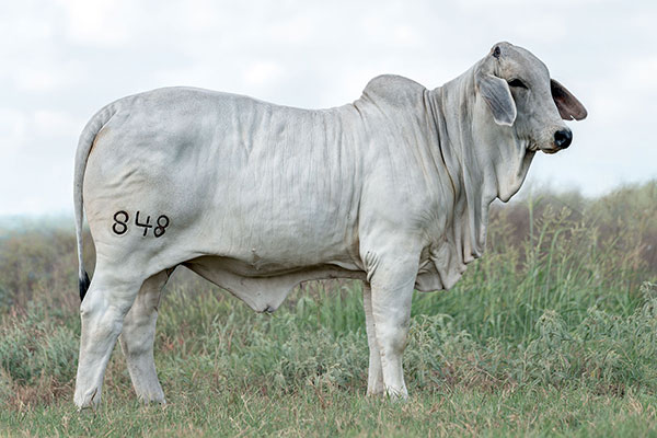 BRC 848