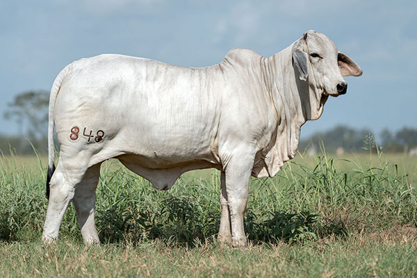 BRC 848R