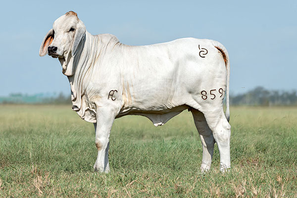 BRC 859