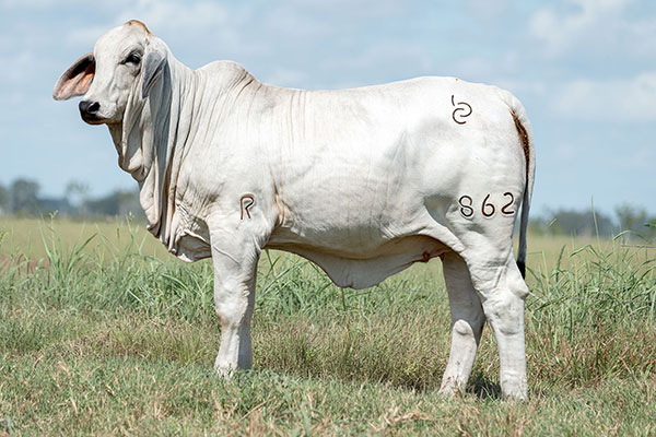 BRC 862