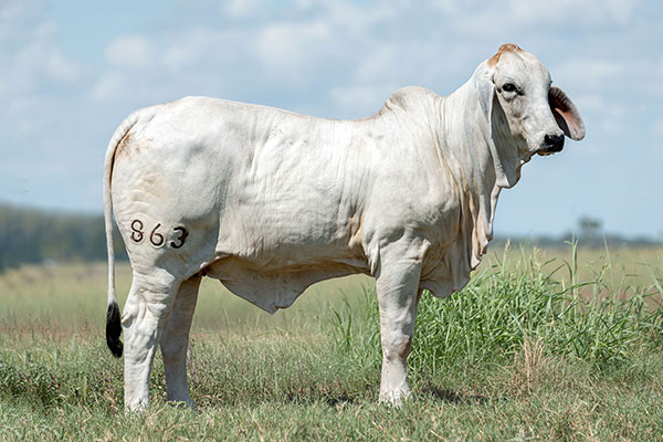 BRC 863