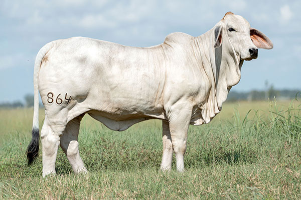 BRC 864