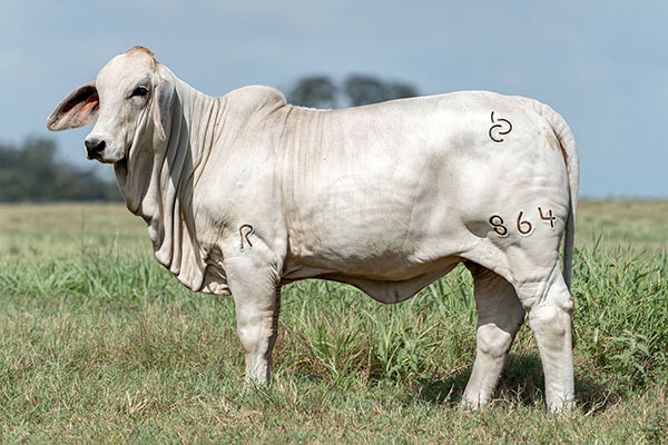 BRC 864R