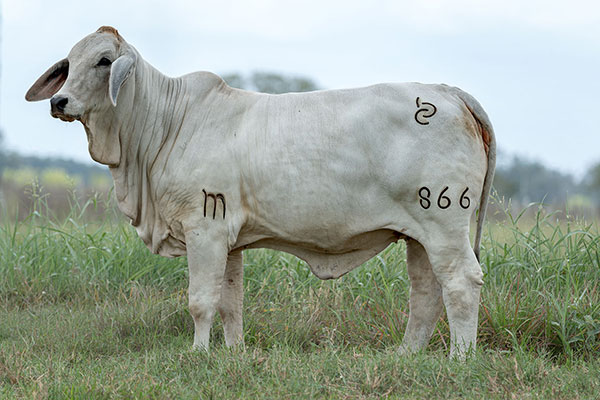 BRC 866
