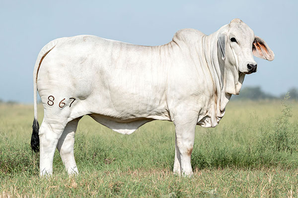 BRC 867
