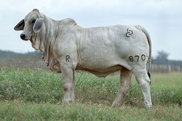 BRC 870