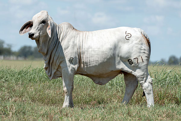 BRC 871