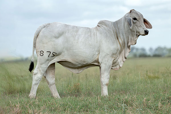 BRC 875