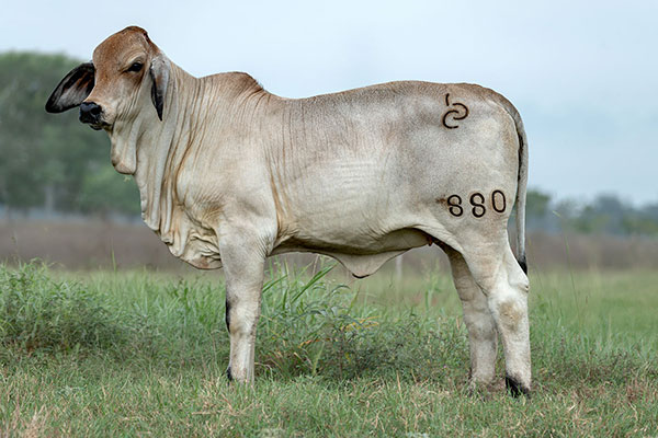 BRC 880