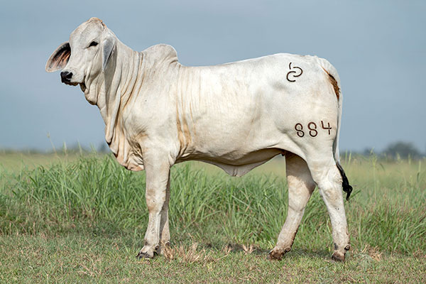 BRC 884