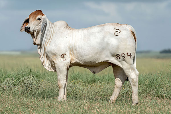 BRC 894