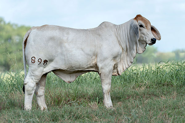 BRC 898
